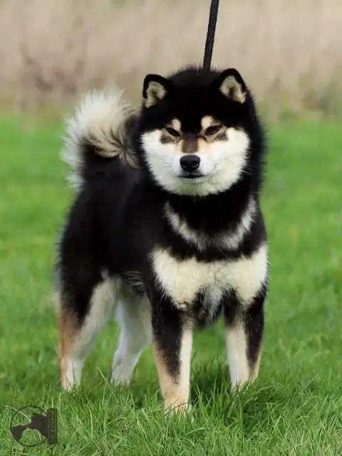 Shiba  Baku Des Renards Du Castrum photo 3