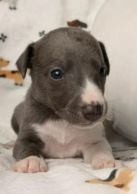 Whippet  Bane De La Bastie D'Hucaroc photo 2