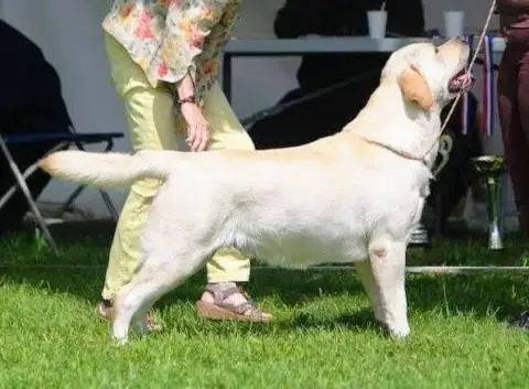 Labrador Retriever  Buck Du Royaume De Lecki photo 2