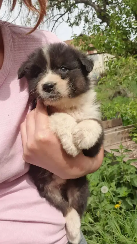 Berger Australien  Chiot N°2 photo 3