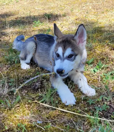 Adopter Alaskan Malamute 
                        Bagel Des M 7f2bd