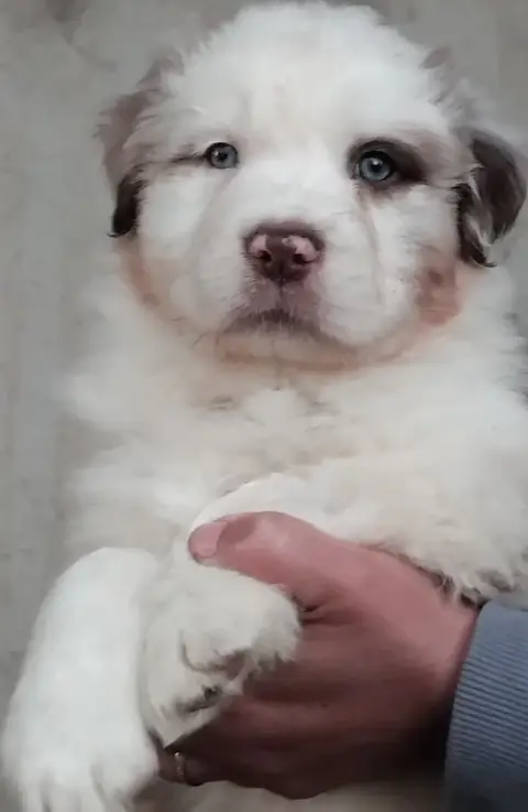 Berger Australien  Chiot N°3 Du Chemin De Mathenou