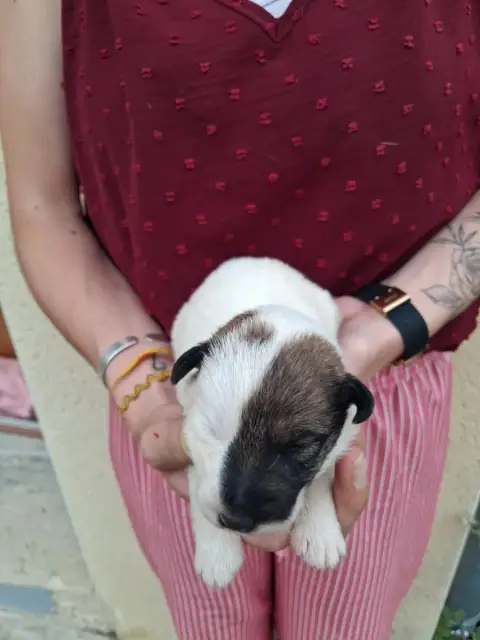 Fox Terrier Poil Lisse  Chiot N°1 Des Meneurs D'Arieg f2088