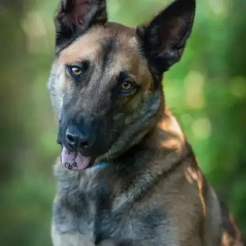 Tao Berger Belge Malinois