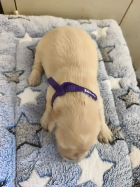 Golden Retriever 
                        Collier Vio 3c5ea