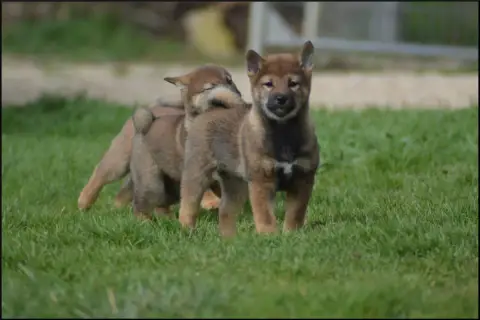 Shiba  Chiot 1 De L'Empire Des Samouraïs photo 3