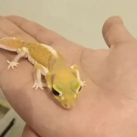 Gecko Nephrurus Levis Pilbarensis