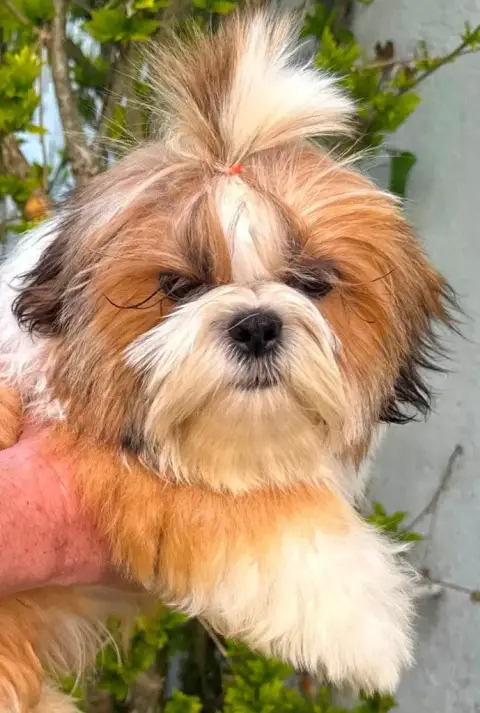 Shih Tzu  Akira Des Merveilles D'Oceane photo 3