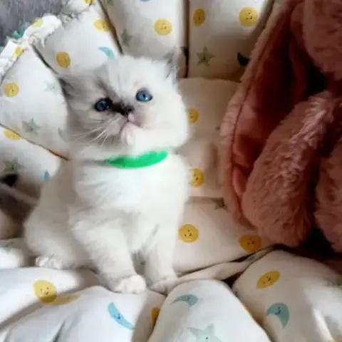 Chatons Ragdoll Loof