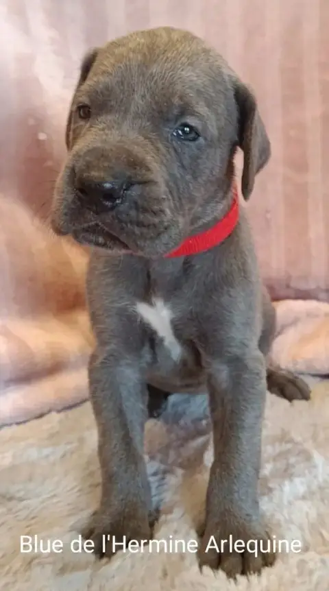 Dogue Allemand 
                        Blue De L'Her 7e3f5 photo 2