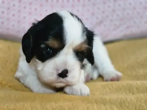 Cavalier King Charles Spaniel  Chiot N°3 Du Murat