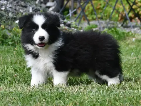 Border Collie 
                        Chiot N°1 Of P 0bc1d