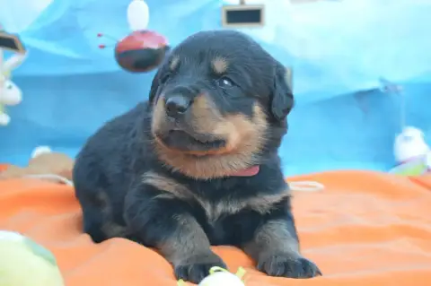 Rottweiler  Collier Rose Des Gardiens De Feu photo 2