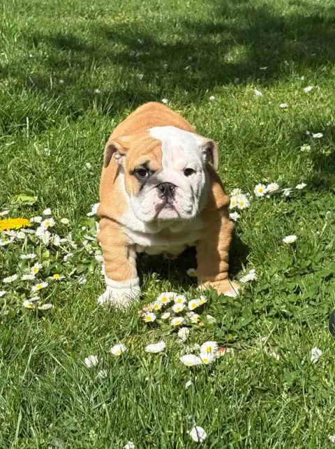 Bulldog Anglais  Bertille D'Izzie Bull'S