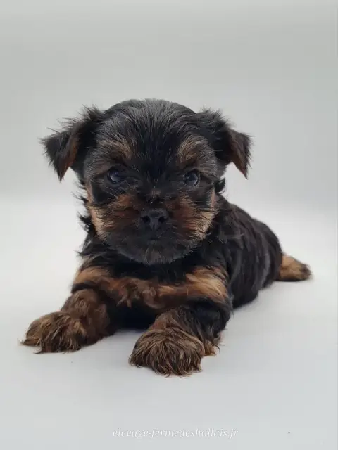 Yorkshire Terrier  Barney Du Mont De La Chenaie photo 2