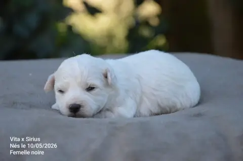 Bichon Frise  Chiot N°7 Mady'N Alphysia