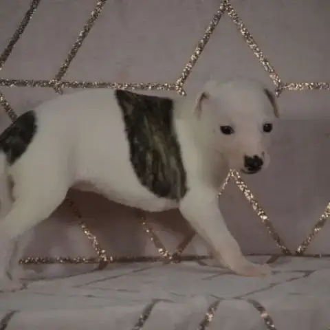 Chiot Whippet(Réservée)