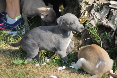 Whippet photo 2