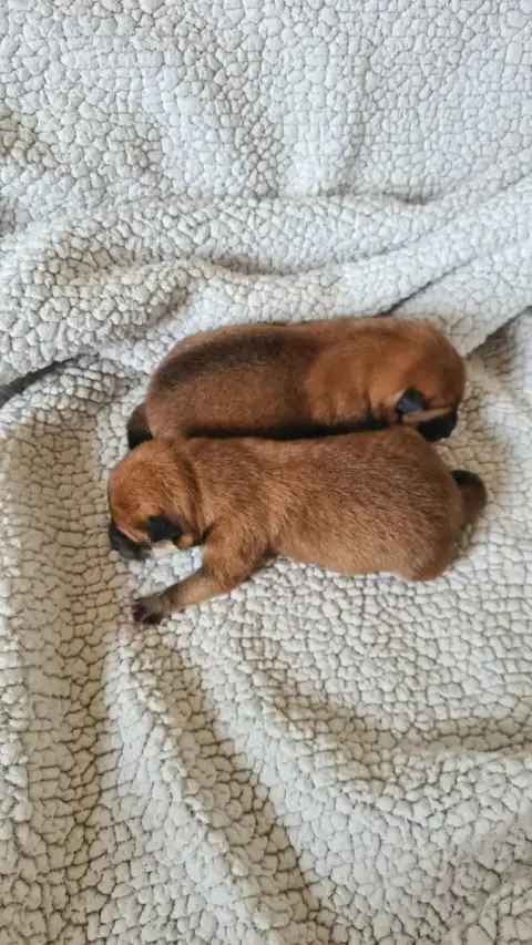 Shiba  Chiot 2 Of The Fara Family