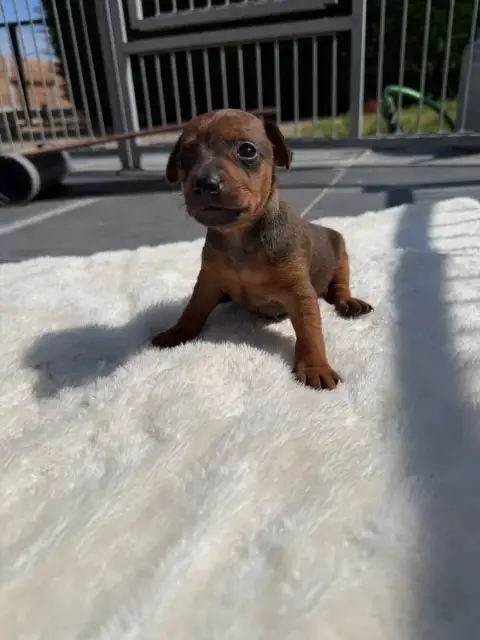 Pinscher Nain  Chiot N°2 photo 2