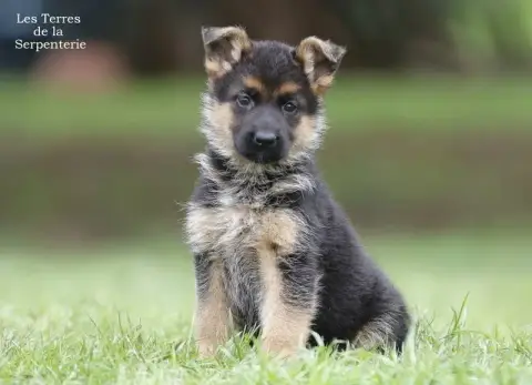 Berger Allemand  Chiot 3 Des Terres De La Serpenterie 0dd12