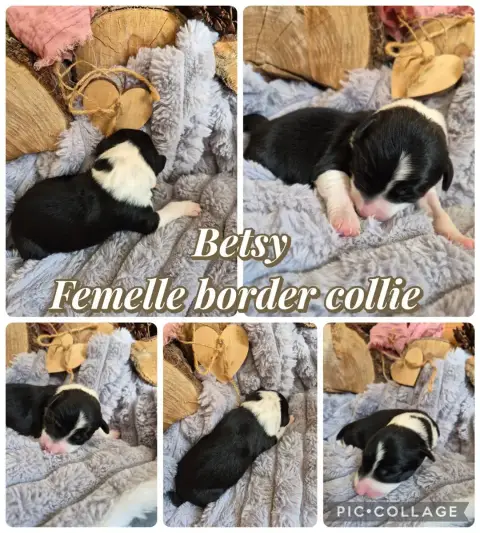 Border Collie  Betsy