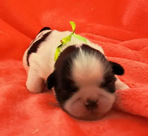 Shih Tzu  Bryan photo 2