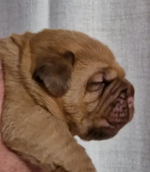 Dogue De Bordeaux
