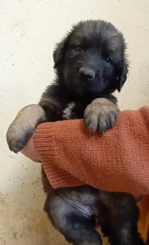 Leonberger  Chiot Violette De L'Arche De Caux photo 2