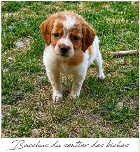 Adopter Epagneul Breton 
                        Bacchus Du S 13000