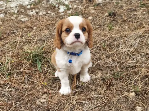 Cavalier King Charles Spaniel  B... Du Petit Brilloua 8a901
