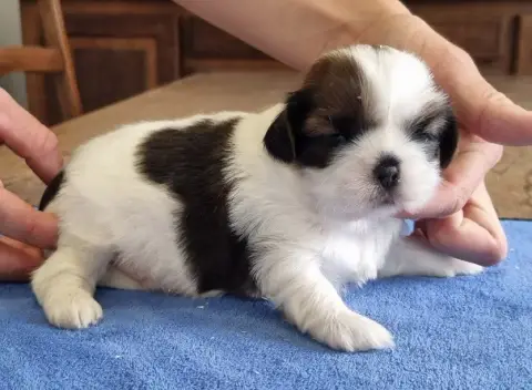 Shih Tzu  Chiot N°2 Des Hirondelles Du Voyage