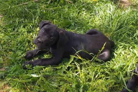 Cane Corso  Collier Gris De La Tribu Amazone photo 2