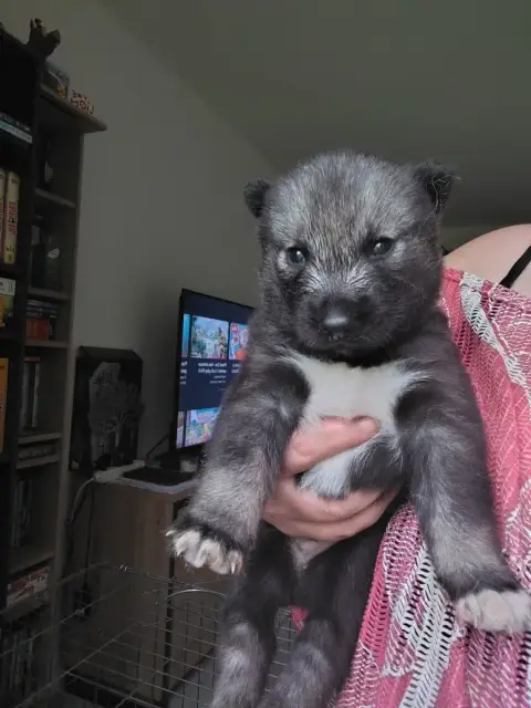 Siberian Husky 
                        Blasphemy Of  8c78c