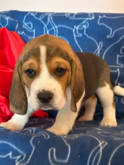 Beagle  Bolide Du Hameau De Roxane