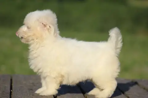 Coton De Tulear  Bart Le Bois De La Brousse photo 3