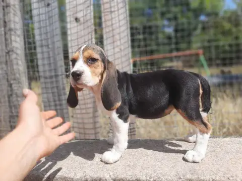 Beagle  Aïti Du Domaine Des Pattes Dorées