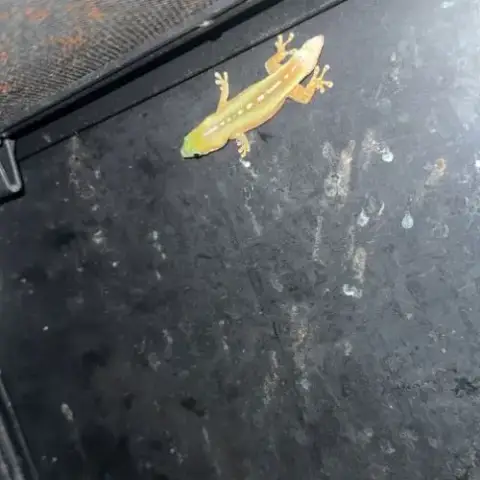 Phelsuma Inexpectata