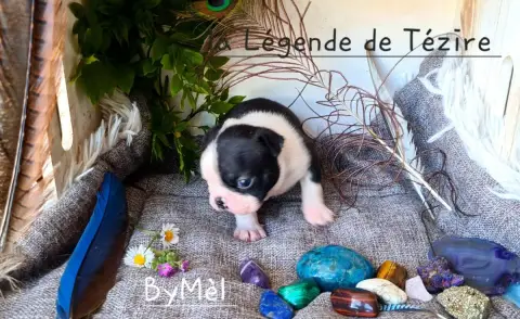 Boston Terrier  Chiot 3 De La Légende De Tézire photo 3