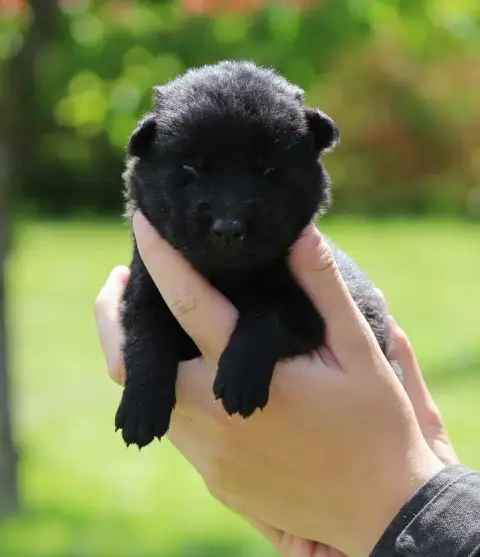Berger Allemand  Chiot 1 Des Crocs De Heurtevent