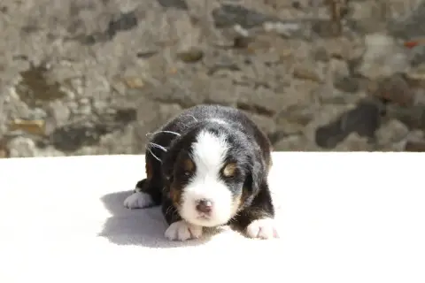 Bouvier Bernois  Chiot 5 De La Vallée De L'Hyrome