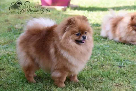 Spitz Allemand  Chiot N°2 Mosneranie photo 3
