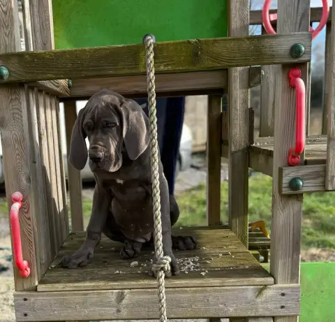 Dogue Allemand  Alana Du Jardin Royal photo 3