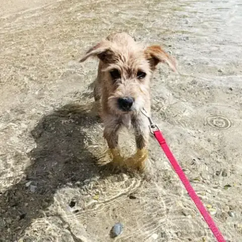 Noisette, La Joie De Vivre