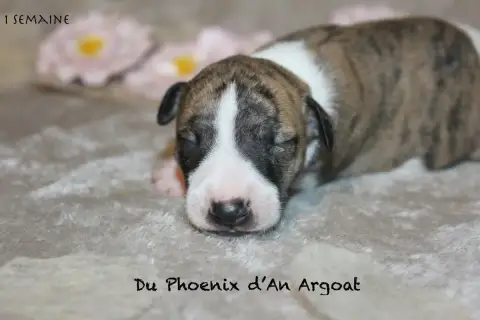Whippet  Bonbon Du Phoenix D'An Argoat