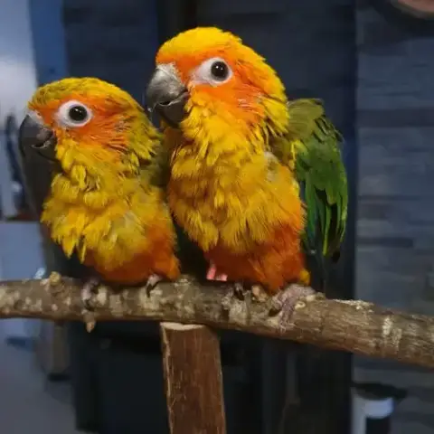 Conures Soleils Eam