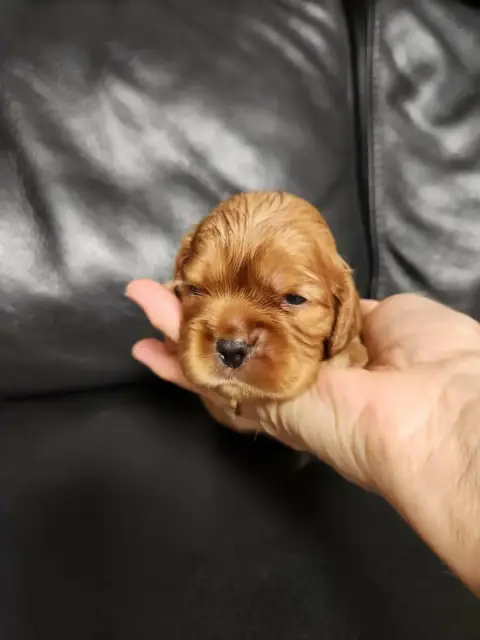 Cavalier King Charles Spaniel  Chiot 3 Du Royaume De  706de
