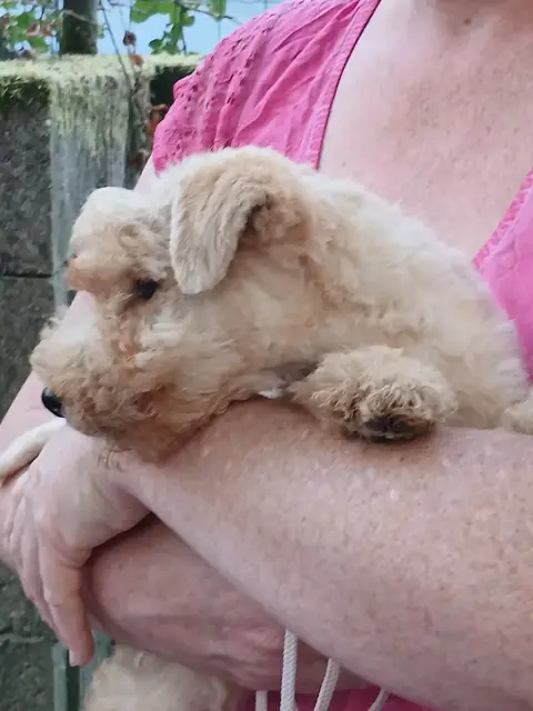 Lakeland Terrier 
                        Baccarat Ro 7fe65 photo 2