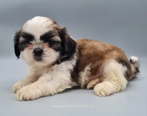 Shih Tzu  Brienne Du Mont De La Chenaie photo 3