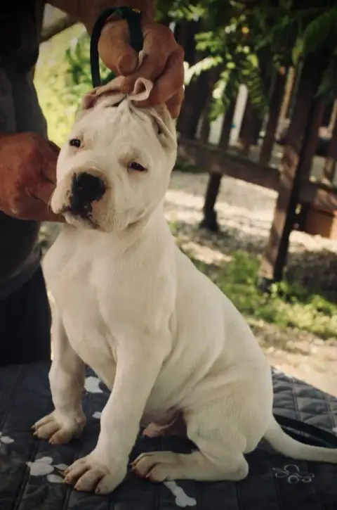 Dogo Argentino  B... Del Sueño Latino Del Sueno Latin 55dc9 photo 3